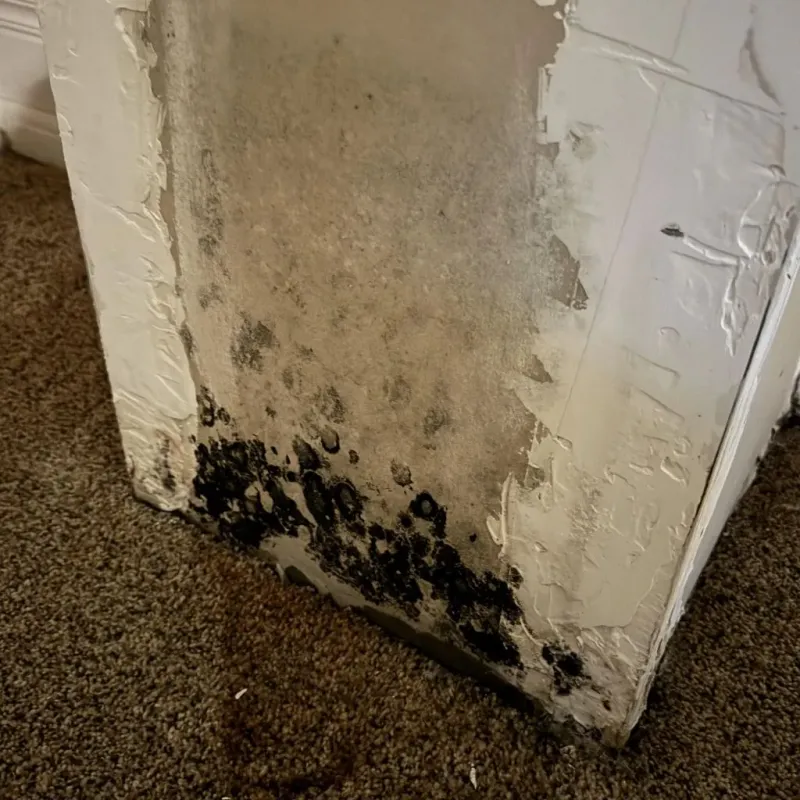 Professional Mold Removal in Edwardsville, IL